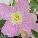 해찬솔가 이미지