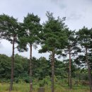 교촌치킨 번동점 이미지