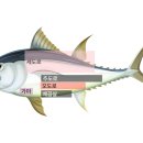오도로참치