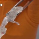 영화 속 '투명인간' 현실로? 독일 연구진 ‘투명 쥐’ 만드는 데 성공 이미지