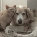 멍멍아 야옹 이미지