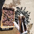 사랑해줄개 | 평생사랑해줄개 &amp; 바다 펜션 첫 여행, 반려견과의 완벽한 조화