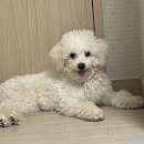 개중목욕탕 이미지