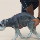 강아지 발작 대처법 및 뇌종양 증상 총정리: 5세 이상 첫 경련 주의 (서대문 한솔동물병원)