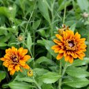 루드베키아 이미지