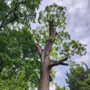 강릉선교장박물관 | 강릉가볼만한곳 강릉선교장 살아있는 역사를 볼 수 있는곳