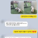 뭉치펫택시 이미지