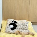 온니애견미용 이미지