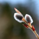 버들목장 이미지