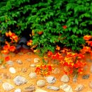 7월9일(화)함양 천년의숲 상림공원 이미지