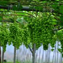 잣나무골 이미지