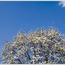 안태초등학교 이미지