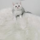 우니캣 이미지
