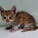 허동물약국 이미지