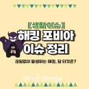 kt전산정보센터 | 해킹 포비아 뜻, SK텔레콤 KT 롯데카드 해킹사건 이슈 정리