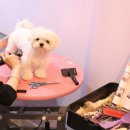 까르르멍멍 이미지