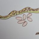 너나랑스넥 이미지