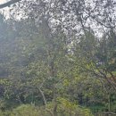 아랫배랭이로 이미지