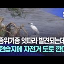 멸종위기종 잇따라 발견되는데···팔현습지에 자전거 도로 깐다? | 대구MBC뉴스 이미지