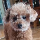 건강한 강아지 이미지