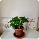 스텔라티스 이미지