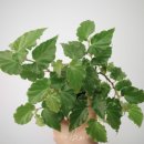 타이니젬 이미지