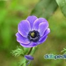 아네모네 이미지