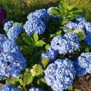 안덕면사무소 앞 이미지