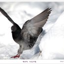 까치와참새