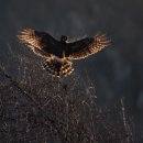 고운매님은..... - 헌시(獻詩) 이미지