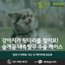 덕계 원 동물병원 | 양주 덕계 원동물병원 강아지 슬개골 탈구(MPL) 수술적 교정 케이스