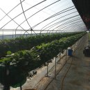 정현농장 이미지