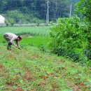 배일치 농장 이미지