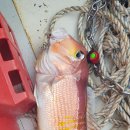 새벽왕김밥도시락 이미지