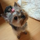 푸우동물병원 이미지