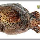 멍텅구리 이미지