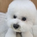 mm애견공방 | &lt;MM애견공방&gt;뚜찌, 인형으로 변신하다:)!!