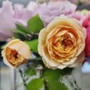 오가네슈퍼 이미지