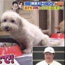 Puppy's Dream 이미지