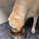 안녕 똑독아 트레이닝센터 안서점 | 안녕똑독아 한달차 후기 대왕추천