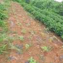 흥농농장 이미지