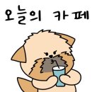 카페콩 이미지