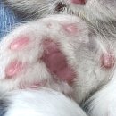 중앙땅콩 | [고창] 야외정원이 예쁜 들꽃카페 수목원 / 전북 대형카페 추천 / 땅콩크림라떼 후기