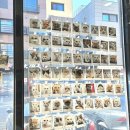 꽃길 걷는 고양이 이미지