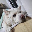 누리켄넬 이미지