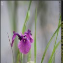 한붓꽃그림 이미지