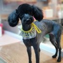 함안 애견샵 러블리펫 이미지