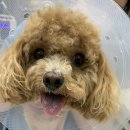 해뜨는 동물병원 이미지