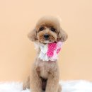 베스띠몽 이미지