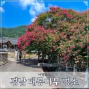 은행1리 | 경남 밀양 함안 배롱나무 한옥 명소 7월 8월 가볼만한곳 BEST 6